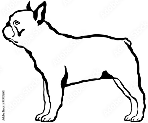French Bulldog