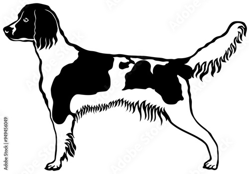 French Spaniel