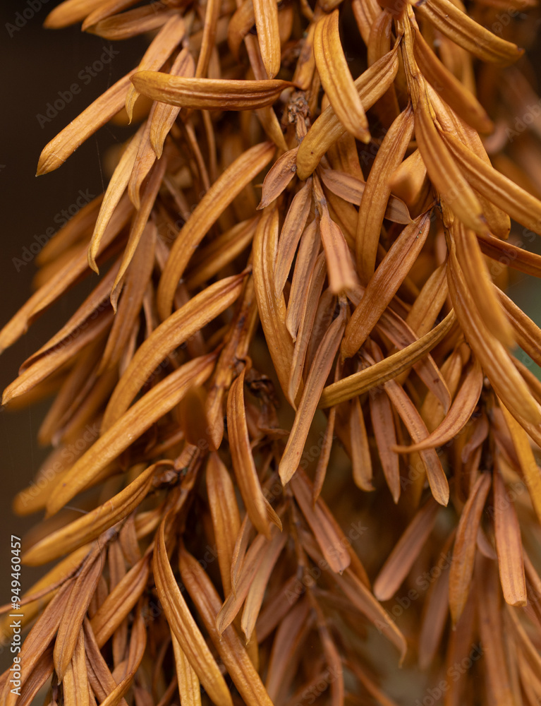 close up of brown pine needles close up of brown pine needles