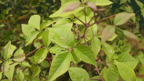 Wallpaper Mural Green leaves forest in summer morning sunlight Torontodigital.ca