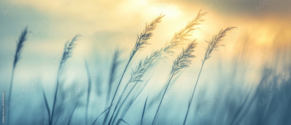 Wild grass in the forest at sunset. Macro image, shallow depth of field. Abstract summer nature background. Vintage filter Wild grass in the forest at sunset. Macro image, shallow depth of field. Abstract summer nature background. Vintage filter