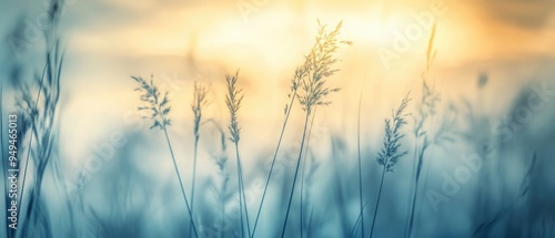 Wild grass in the forest at sunset. Macro image, shallow depth of field. Abstract summer nature background. Vintage filter