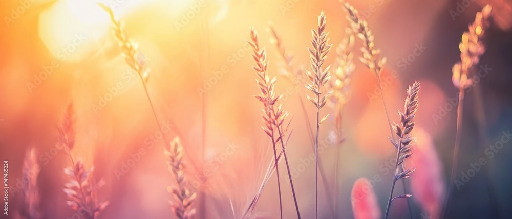 Wild grass in the forest at sunset. Macro image, shallow depth of field. Abstract summer nature background. Vintage filter Wild grass in the forest at sunset. Macro image, shallow depth of field. Abstract summer nature background. Vintage filter