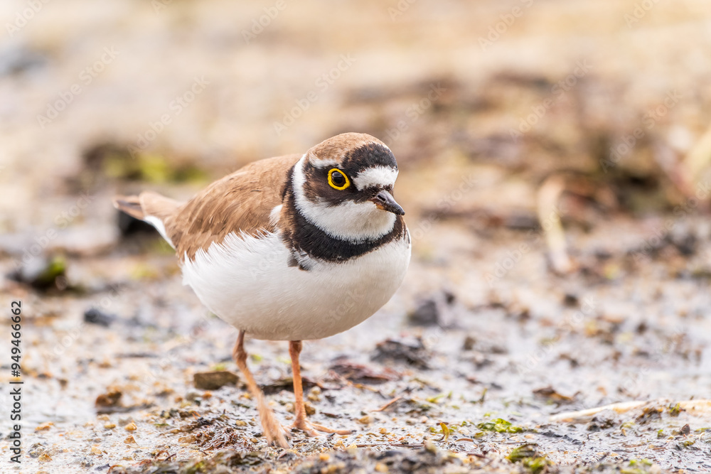 Little ringed plover (Charadrius dubius), bird standing on the lake shore Little ringed plover (Charadrius dubius), bird standing on the lake shore