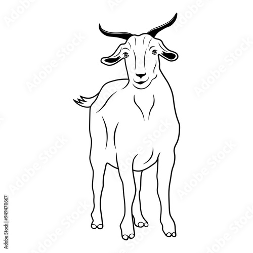 Goat