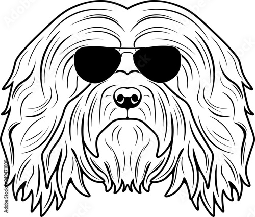 Havanese In Sunglasses