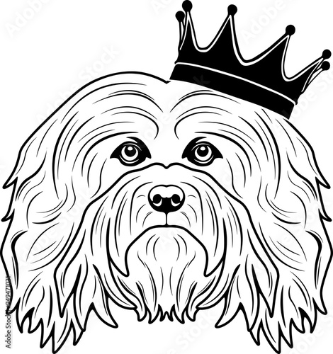 Havanese Wearing A Crown