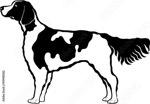 Irish Red and White Setter