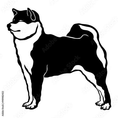 Japanese Shiba Inu