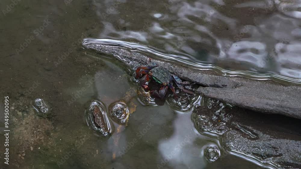 An iridescent face-banded crab, a sediment grazer, feeding on the rotten leaves on the mudflats in wetlands environment, close-up shot during the low tide period. An iridescent face-banded crab, a sediment grazer, feeding on the rotten leaves on the mudflats in wetlands environment, close-up shot during the low tide period.