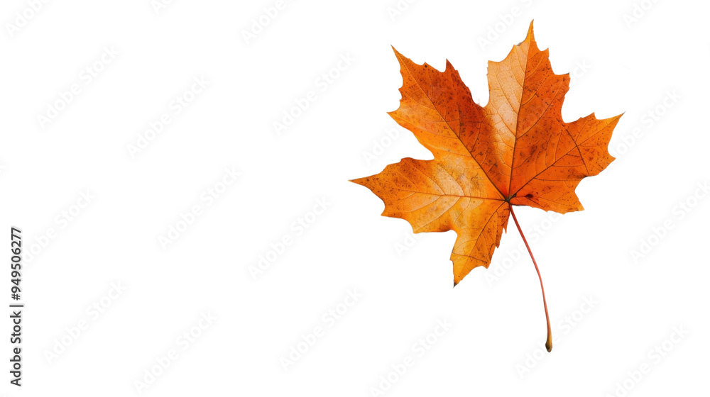 Maple leaf autumn isolated on white background Maple leaf autumn isolated on white background