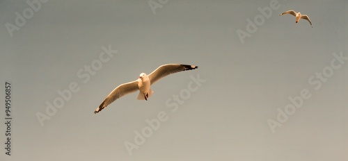 Konstfotografi seagull flying in the sky