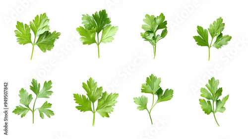 A set of fresh parsley leaves, perfect for garnishing and adding a bright flavor to dishes.. photo