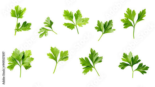 A set of fresh parsley leaves, perfect for garnishing and adding a bright flavor to dishes..