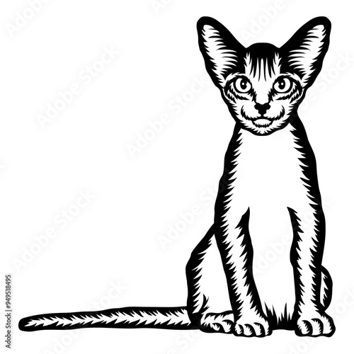 Abyssinian Cat