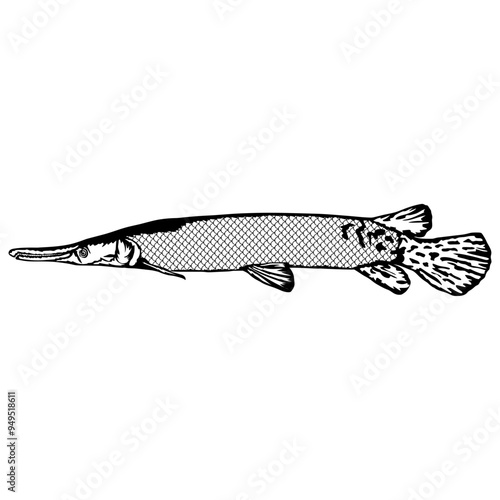 Alligator Gar  Fish