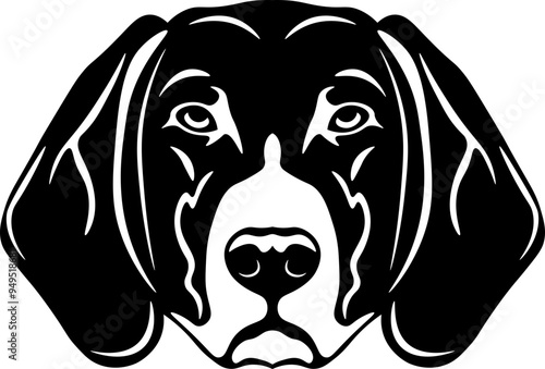 American English Coonhound