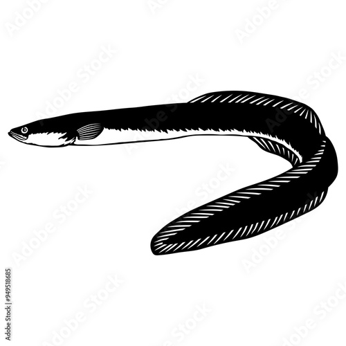 American Eel  Fish photo