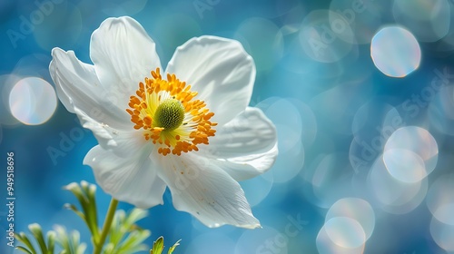 Snowdrop Anemone in Spring season Shallow focus.