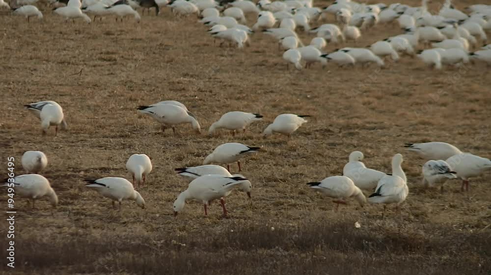 Snow Geese Feeding On The Grassland At Bosque del Apache National Wildlife Refuge In USA. - close up, static shot Snow Geese Feeding On The Grassland At Bosque del Apache National Wildlife Refuge In USA. - close up, static shot