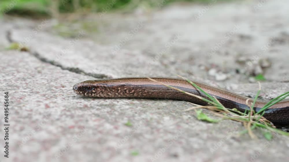 Slowworms crawl and show tongue, close-up Slowworms crawl and show tongue, close-up