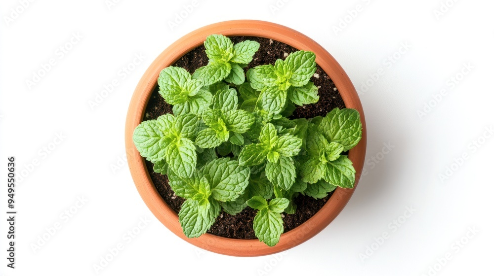 A terracotta pot containing vibrant green mint plants against a white background, depicting healthy home-grown herbs used for culinary or aromatic purposes. A terracotta pot containing vibrant green mint plants against a white background, depicting healthy home-grown herbs used for culinary or aromatic purposes.
