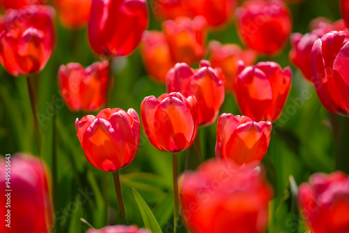 Blossom spring. Bunch of tulips. Close up spring flowers. Amazing tulips blooming in garden. Tulip flower plants landscape. Spring blossom background.