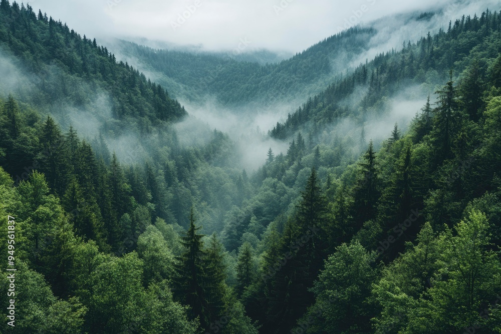 Misty Mountain Forest with Lush Green Trees Misty Mountain Forest with Lush Green Trees