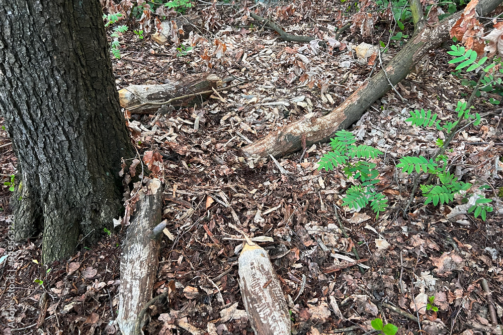 Beaver-gnawed tree trunk in woodland Beaver-gnawed tree trunk in woodland