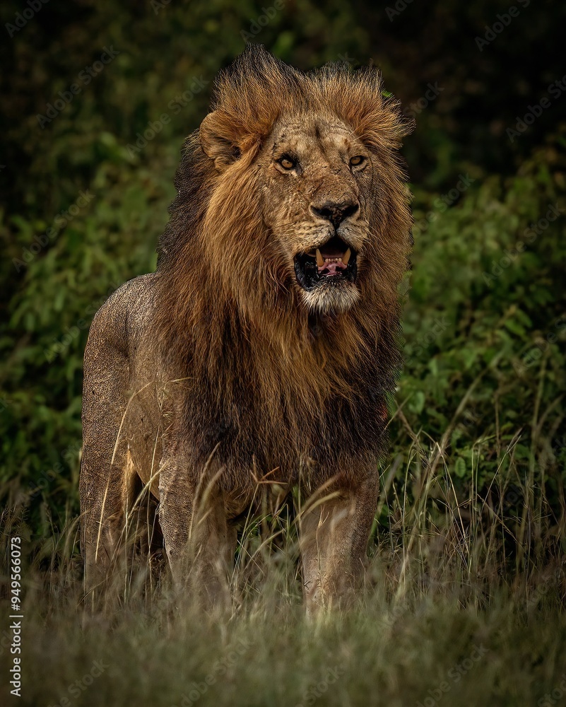 A fierce lion stands tall, surrounded by swaying grass A fierce lion stands tall, surrounded by swaying grass