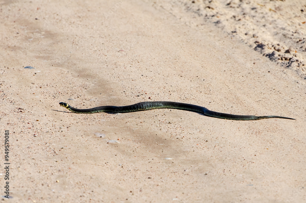 Calm yellow-cheeked snake(Natrix natrix), sometimes called the grass snake slithering across a sunlit sandy path, captured from a low angle perspective in a rural area, horizontal Calm yellow-cheeked snake(Natrix natrix), sometimes called the grass snake slithering across a sunlit sandy path, captured from a low angle perspective in a rural area, horizontal