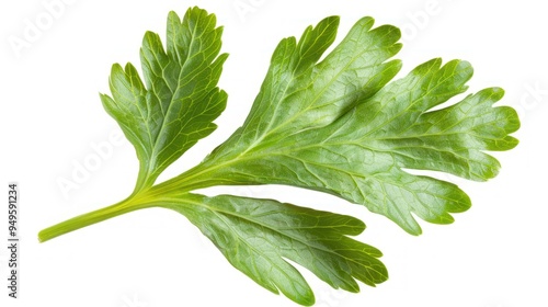 Galbanum Leaf on white background with no shadows on transparency background PNG photo