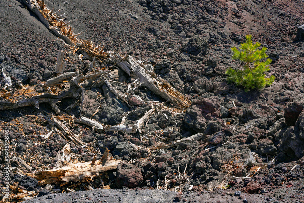 Mount Etna summer landscape with volcano craters in Sicily, Italy, Europe Mount Etna summer landscape with volcano craters in Sicily, Italy, Europe