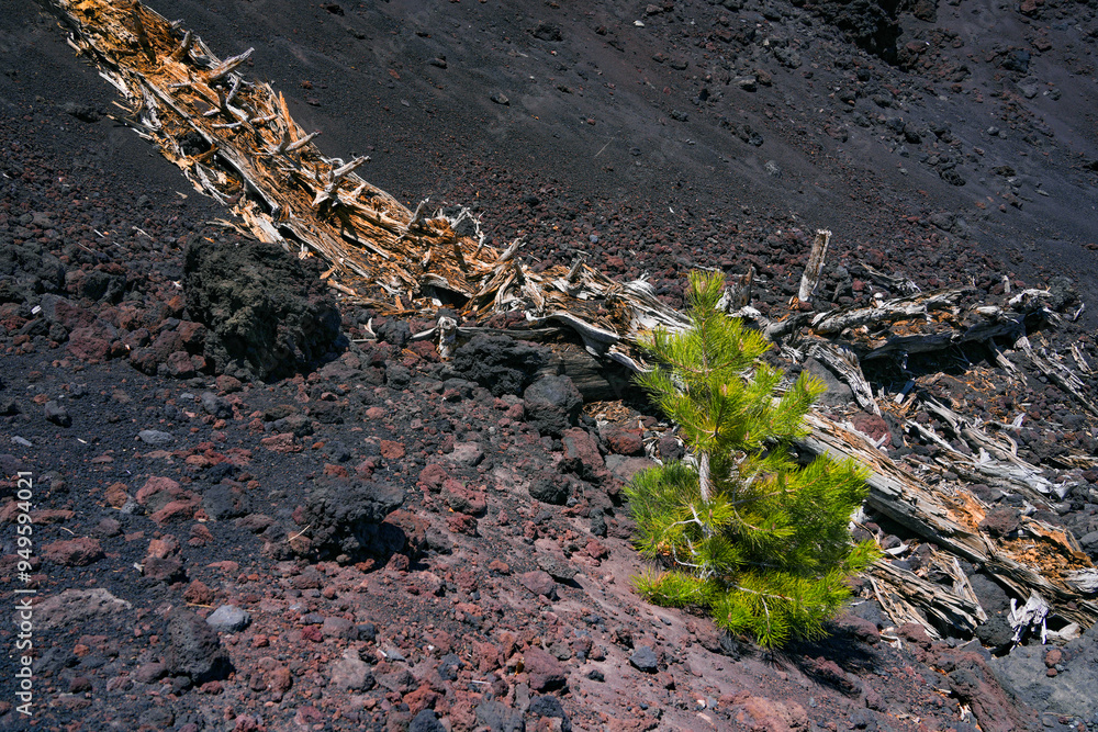 Mount Etna summer landscape with volcano craters in Sicily, Italy, Europe Mount Etna summer landscape with volcano craters in Sicily, Italy, Europe