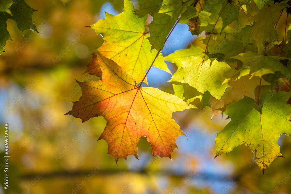 Yellow autumn leaves close-up against the sky, autumn landscape Yellow autumn leaves close-up against the sky, autumn landscape
