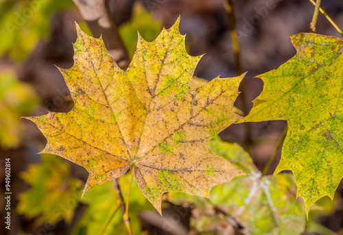 Bright autumn leaves close-up, autumn landscape.