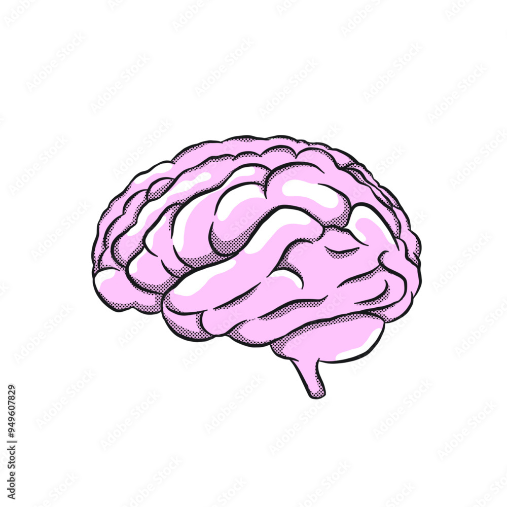 human brain illustration human brain illustration