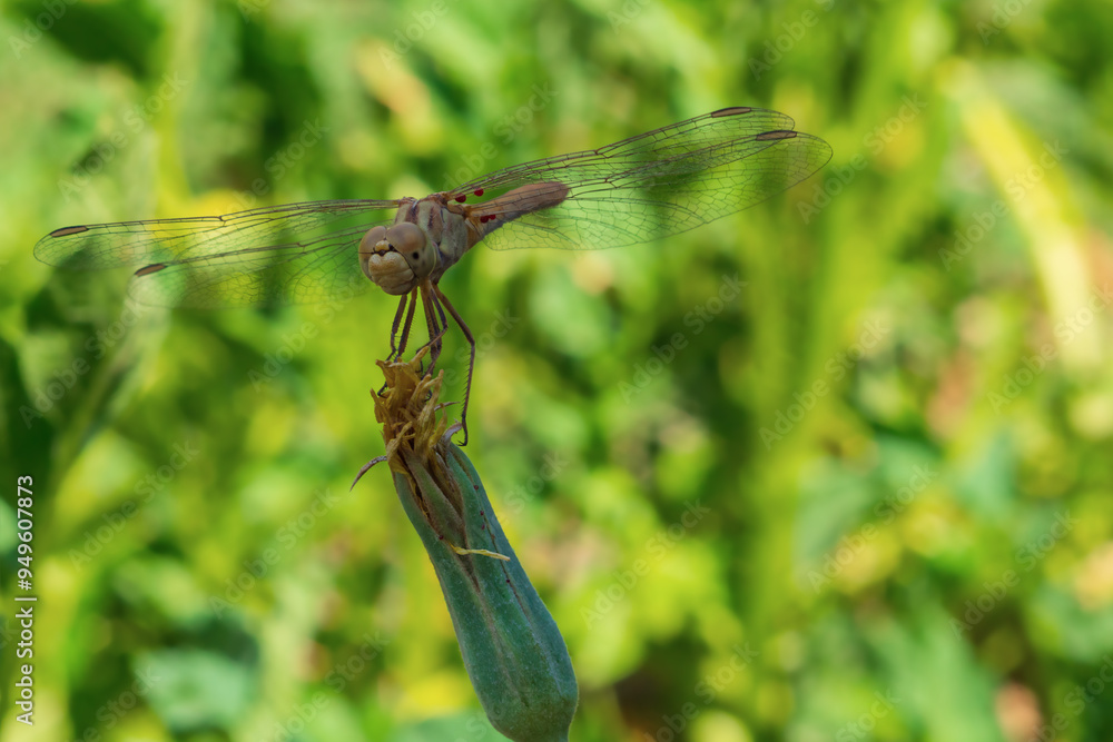 Beautiful bright dragonfly sitting on top of faded flower close-up looking at camera with wings spread to the sides, against the background of blurred yellow green summer sunny natural environment. Beautiful bright dragonfly sitting on top of faded flower close-up looking at camera with wings spread to the sides, against the background of blurred yellow green summer sunny natural environment.