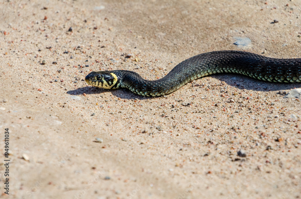 Daytime,side view of a calm yellow-cheeked snake(Natrix natrix), sometimes called the grass snake lying on sandy path in rural environment Daytime,side view of a calm yellow-cheeked snake(Natrix natrix), sometimes called the grass snake lying on sandy path in rural environment