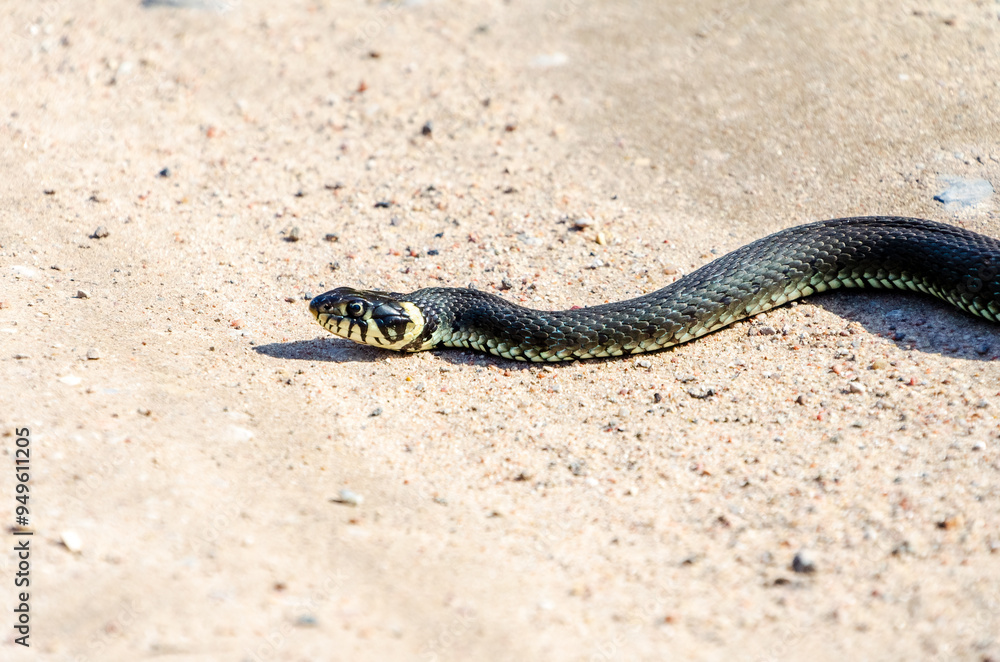 Daytime,side view of a calm yellow-cheeked snake(Natrix natrix), sometimes called the grass snake lying on sandy path in rural environment Daytime,side view of a calm yellow-cheeked snake(Natrix natrix), sometimes called the grass snake lying on sandy path in rural environment