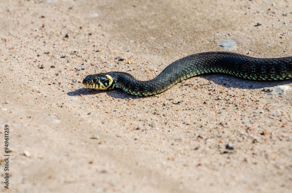Daytime,side view of a calm yellow-cheeked snake(Natrix natrix), sometimes called the grass snake lying on sandy path in rural environment Daytime,side view of a calm yellow-cheeked snake(Natrix natrix), sometimes called the grass snake lying on sandy path in rural environment