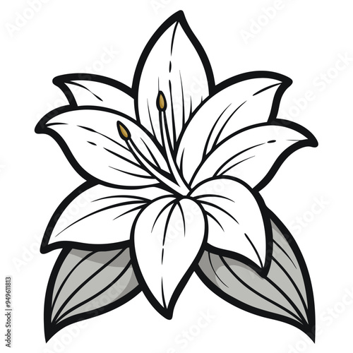 Lily Flower Vector illustration on isolated on white background