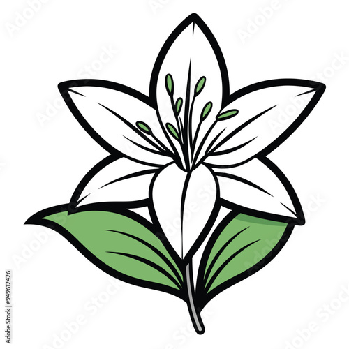 Lily Flower Vector illustration on isolated on white background