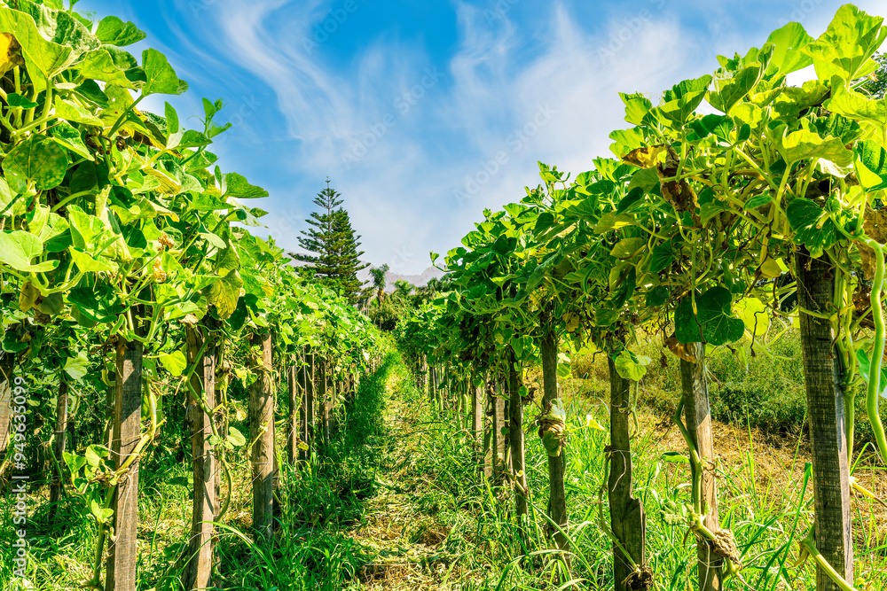 Obraz premium green rows of plantation farmland with young plant growth. farm landscape of agricultural countryside