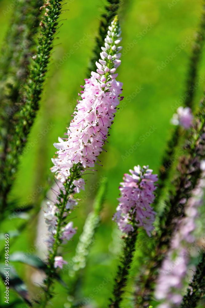 Pink veronica flower spike with green foliage in the background Pink veronica flower spike with green foliage in the background