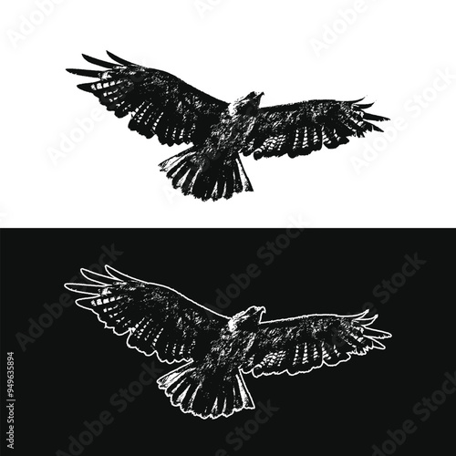 Red tailed hawk hand drawing silhouette