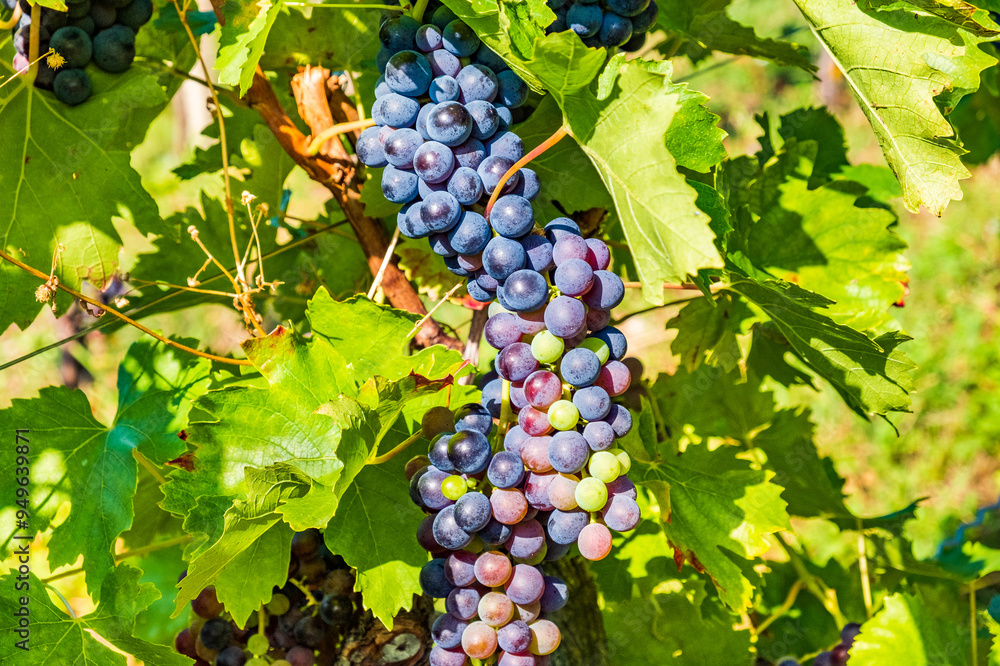 A close-up of grapes hanging in a vineyard in summer morning, Plesivica, Croatia