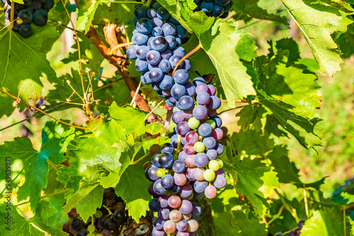 Obraz na płótnie A close-up of grapes hanging in a vineyard in summer morning, Plesivica, Croatia w salonie