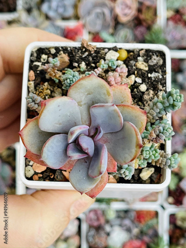 Beautiful Echeveria Decairn top view photo