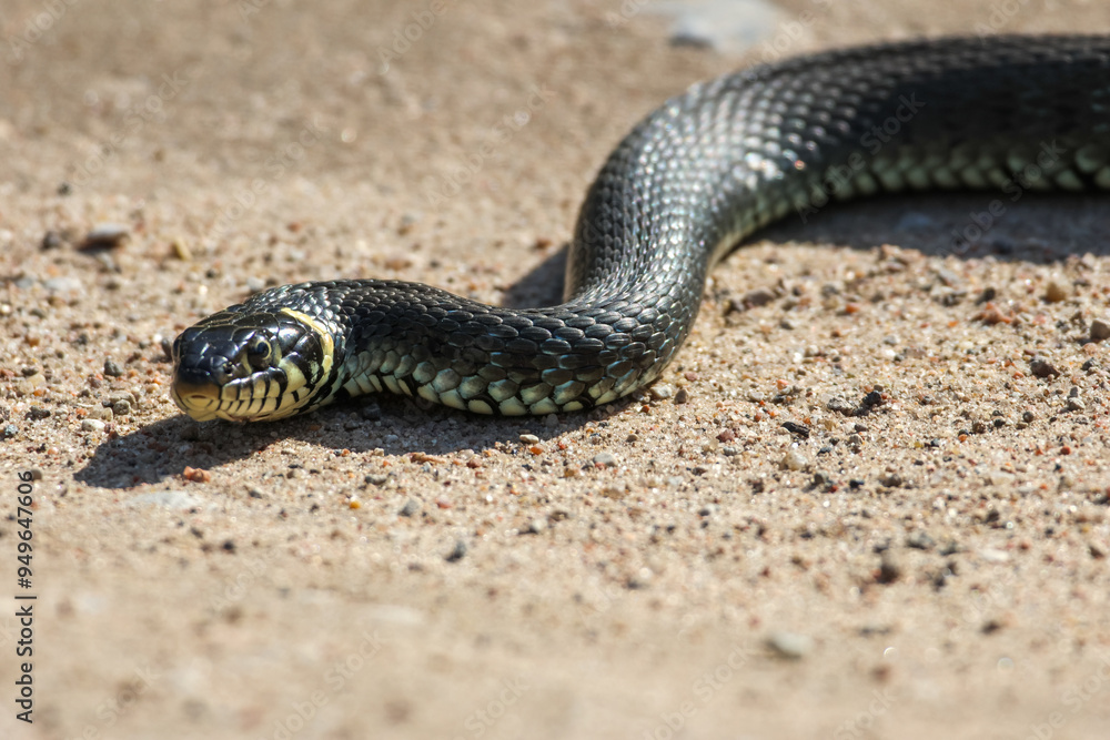 Close-Up of calm yellow-cheeked snake(Natrix natrix), sometimes called the grass snake, head resting on a sunlit sandy surface in rural outdoors, captured at eye level, horizontal Close-Up of calm yellow-cheeked snake(Natrix natrix), sometimes called the grass snake, head resting on a sunlit sandy surface in rural outdoors, captured at eye level, horizontal
